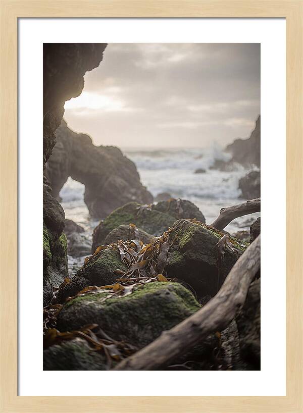 Kelp Covered Rocks Along Wild Coast