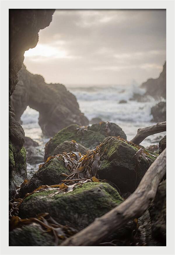 Kelp Covered Rocks Along Wild Coast