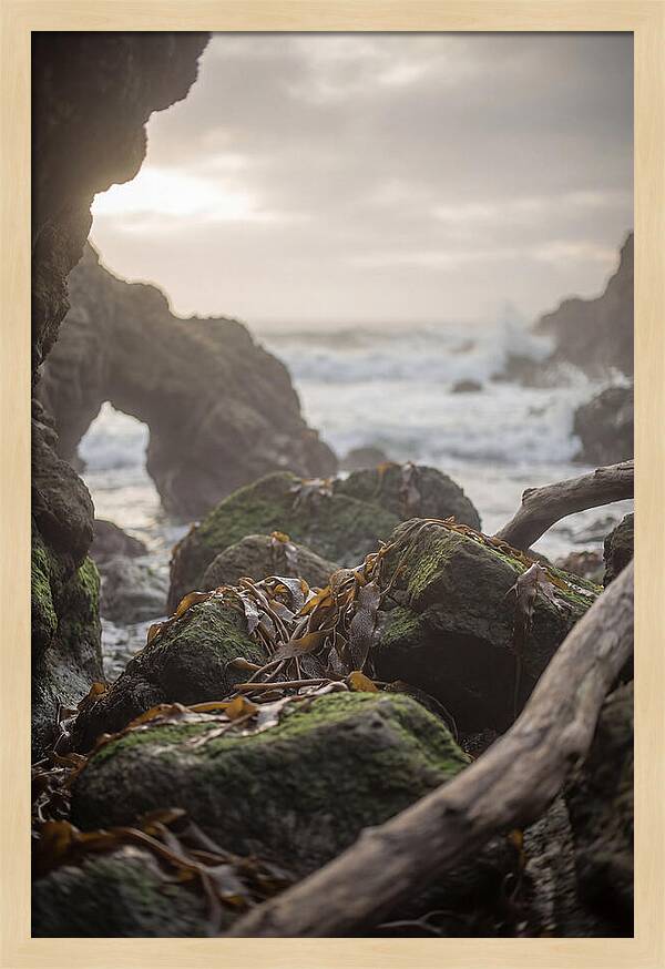 Kelp Covered Rocks Along Wild Coast