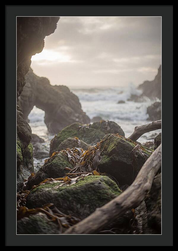 Kelp Covered Rocks Along Wild Coast