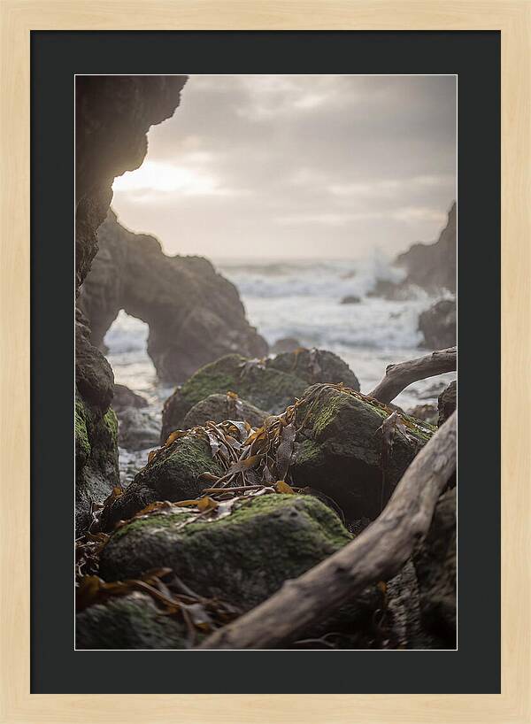 Kelp Covered Rocks Along Wild Coast