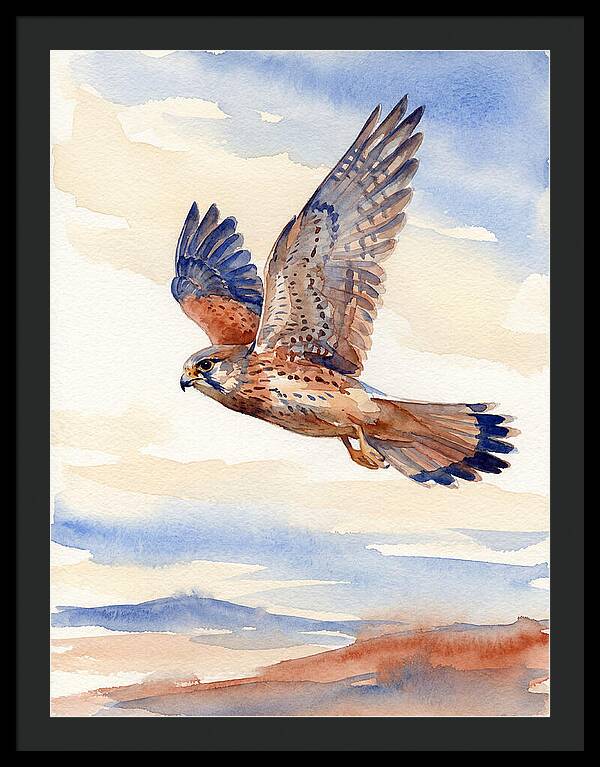 Kestrel In Flight