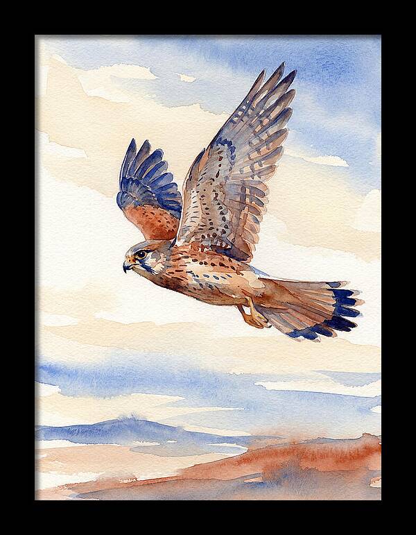 Kestrel In Flight