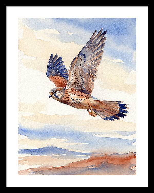 Kestrel In Flight
