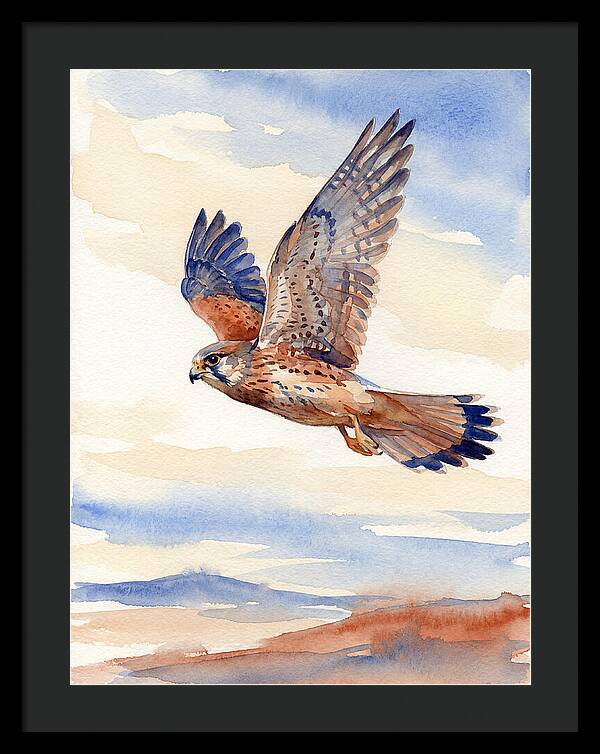 Kestrel In Flight