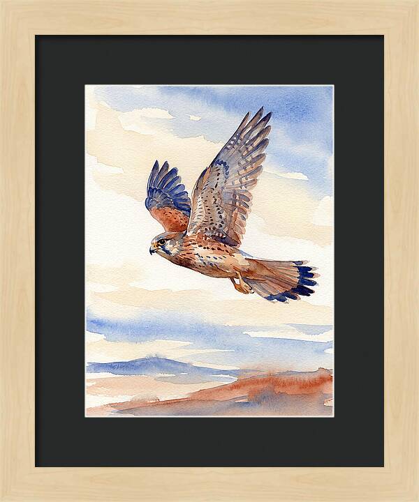 Kestrel In Flight
