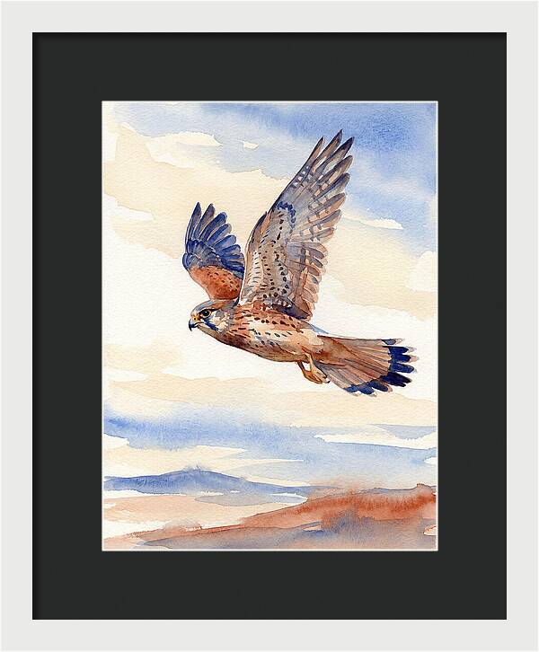 Kestrel In Flight