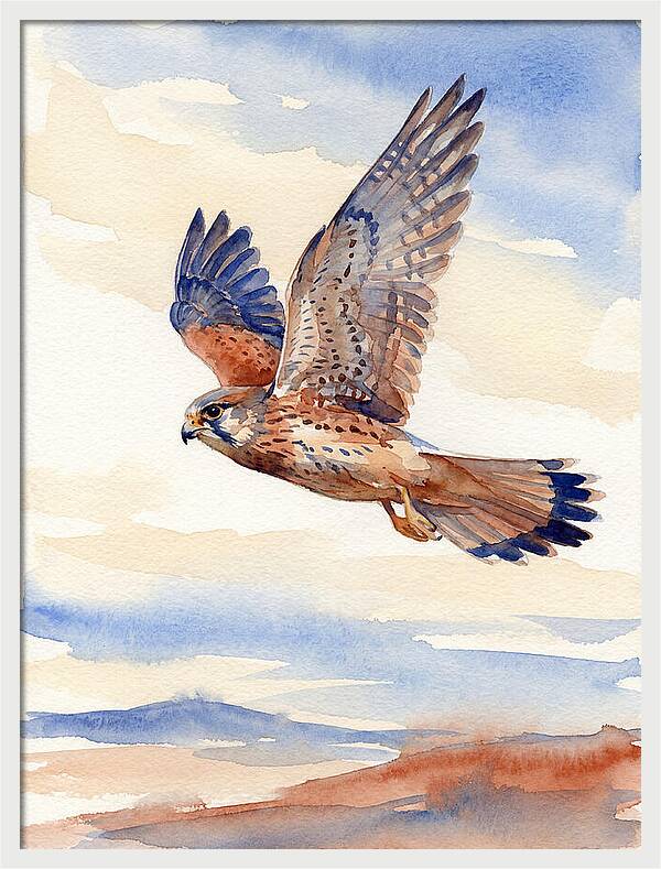 Kestrel In Flight
