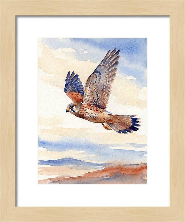 Kestrel In Flight