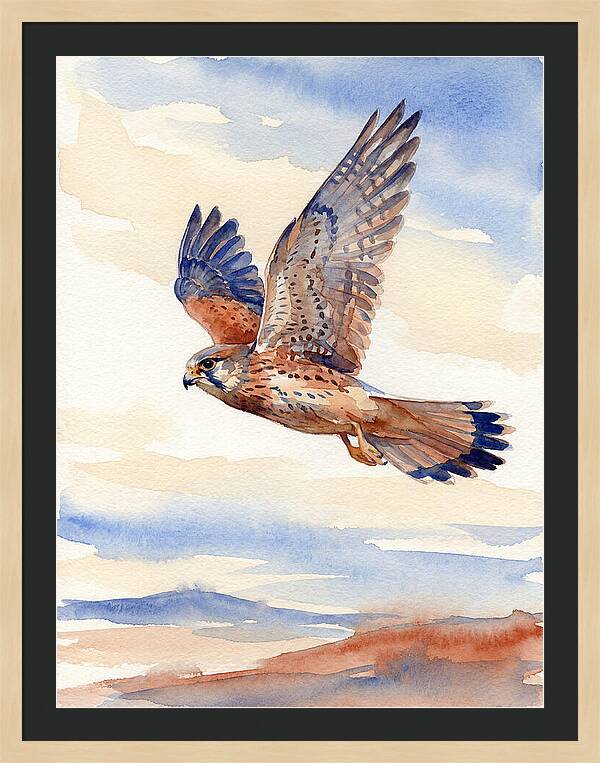 Kestrel In Flight