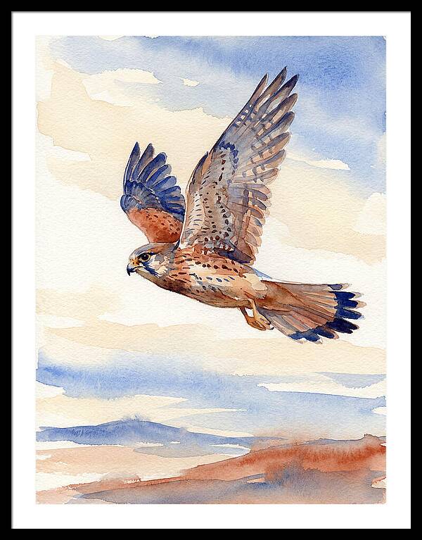 Kestrel In Flight