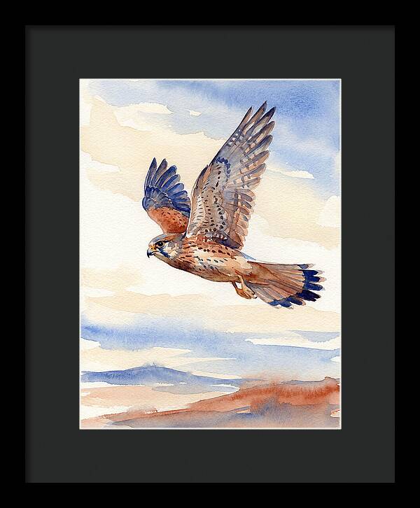 Kestrel In Flight