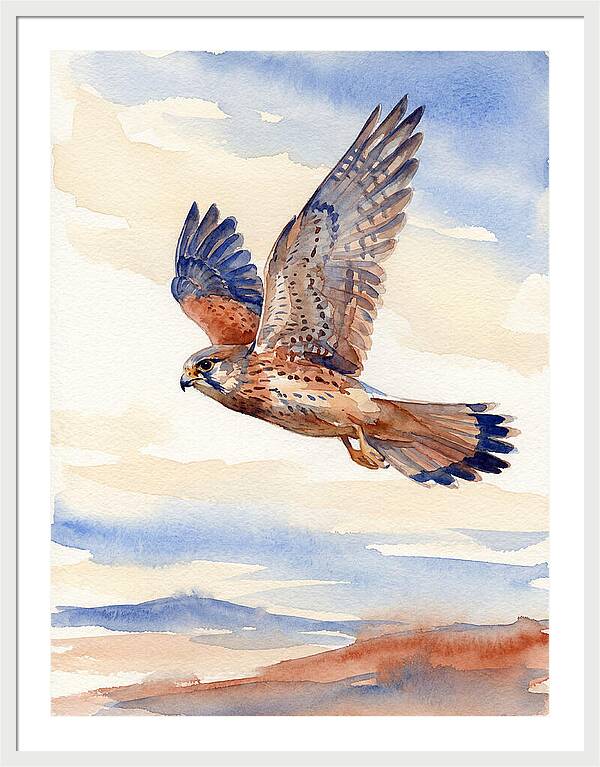 Kestrel In Flight