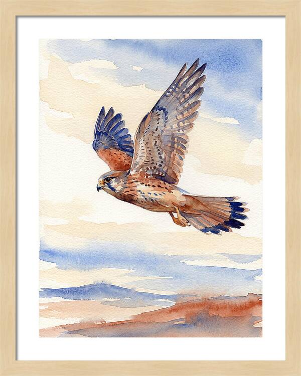 Kestrel In Flight