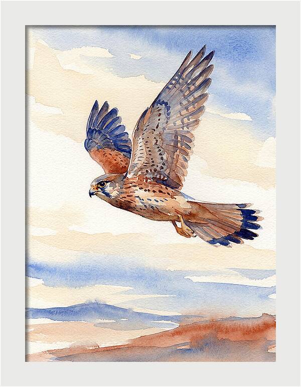Kestrel In Flight