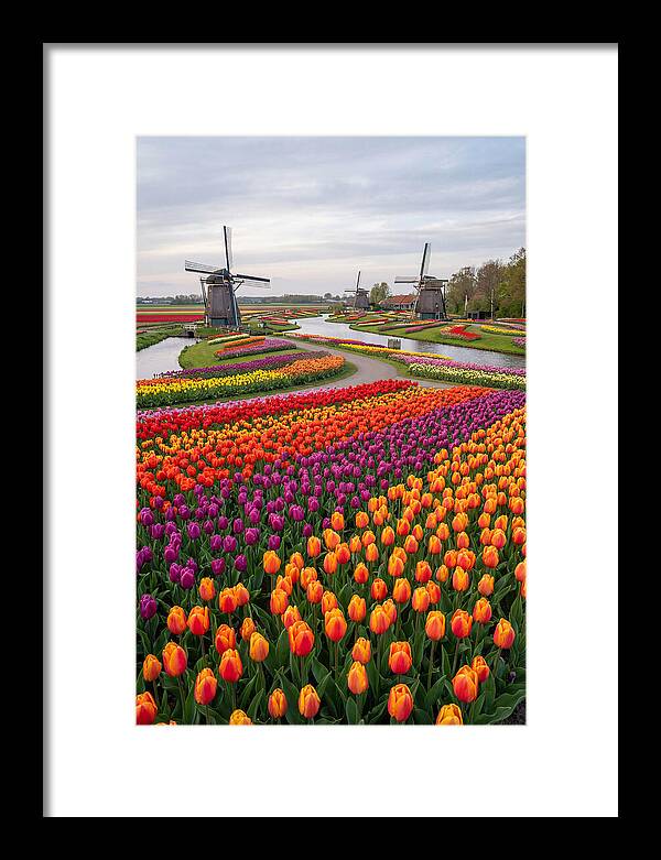 Keukenhof Tulip Fields In Bloom