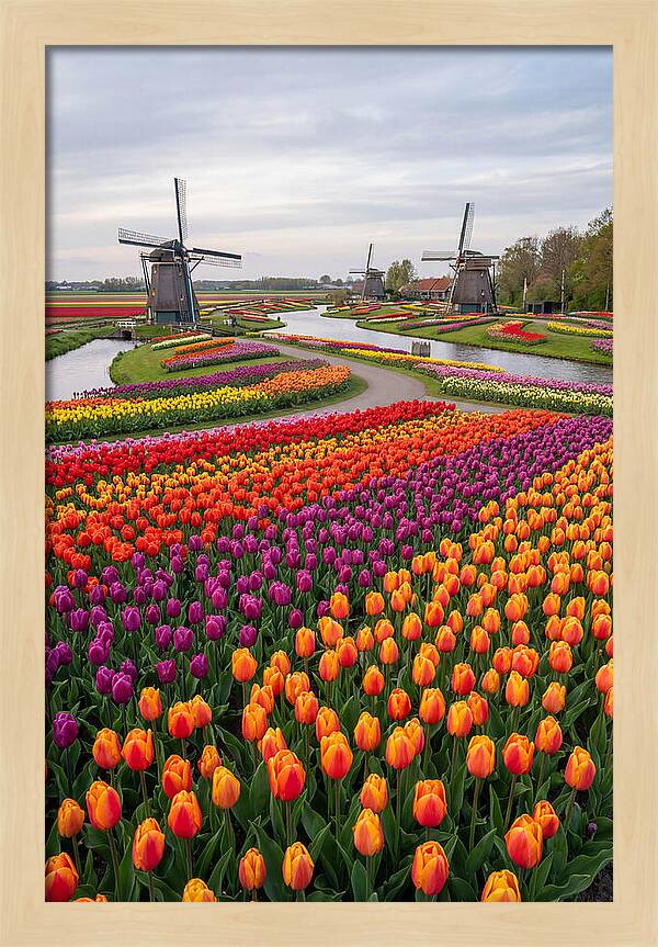 Keukenhof Tulip Fields In Bloom