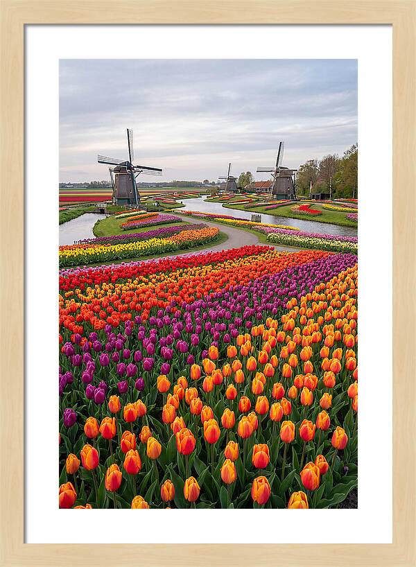 Keukenhof Tulip Fields In Bloom