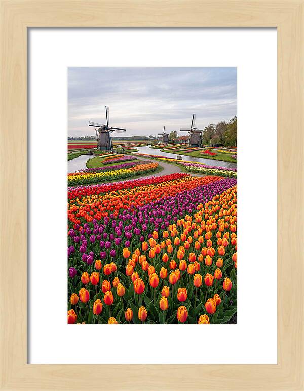 Keukenhof Tulip Fields In Bloom