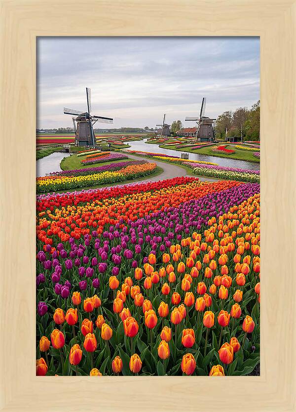 Keukenhof Tulip Fields In Bloom
