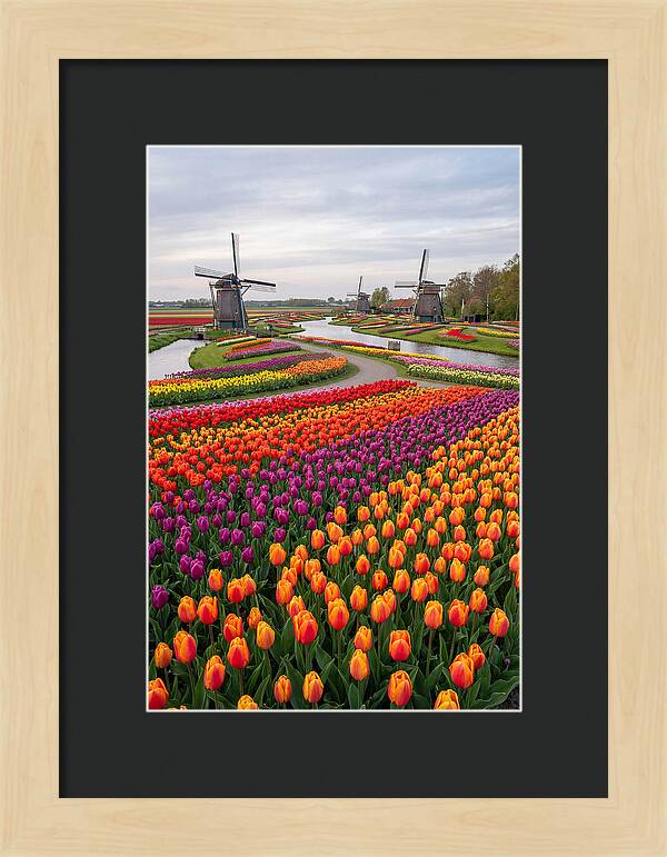Keukenhof Tulip Fields In Bloom