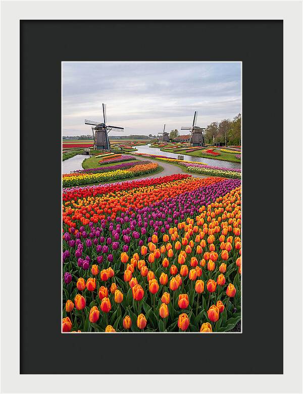Keukenhof Tulip Fields In Bloom