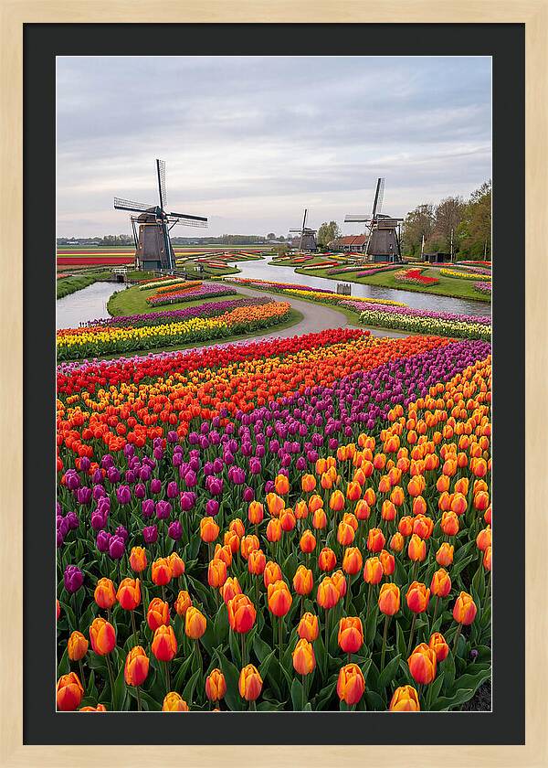Keukenhof Tulip Fields In Bloom