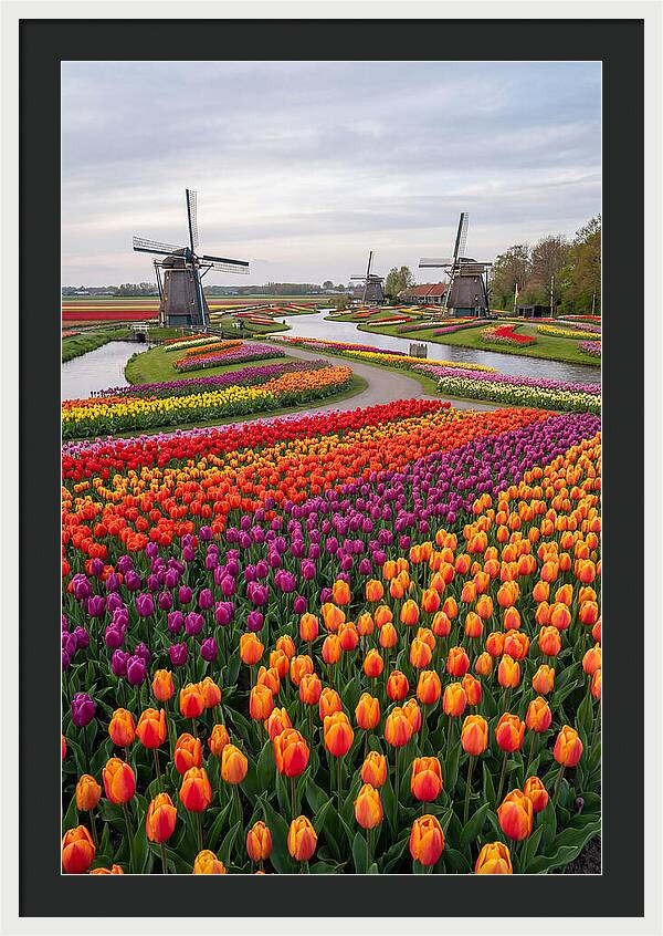 Keukenhof Tulip Fields In Bloom