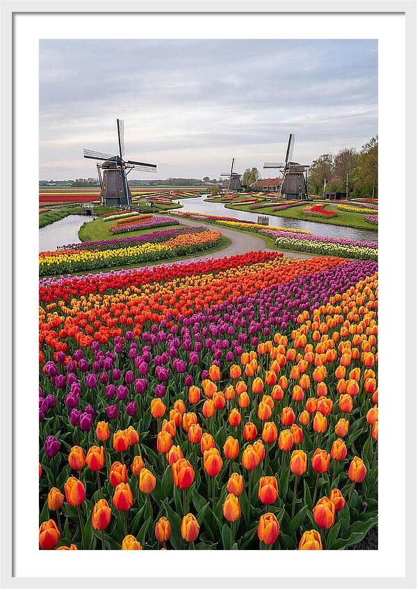 Keukenhof Tulip Fields In Bloom