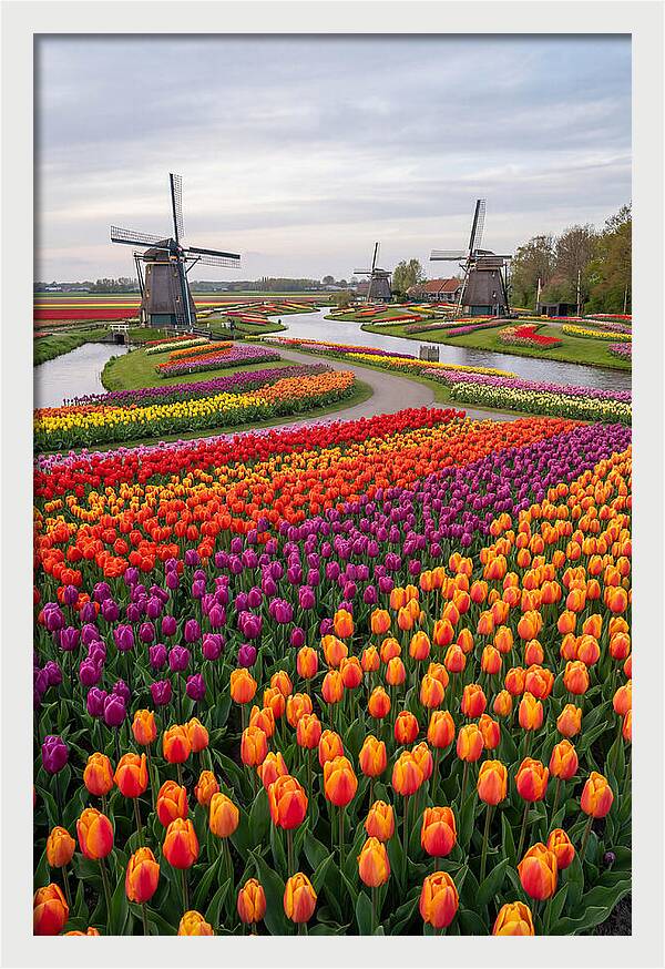 Keukenhof Tulip Fields In Bloom