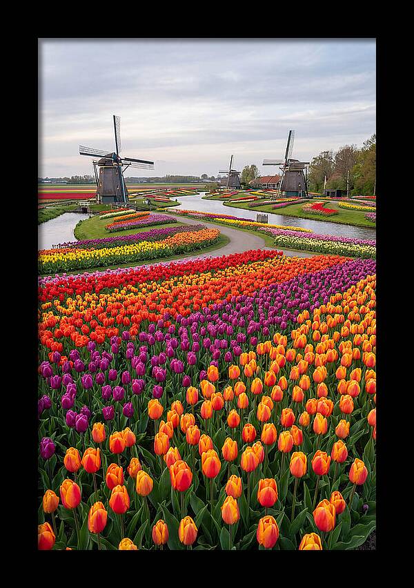 Keukenhof Tulip Fields In Bloom