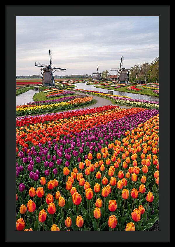 Keukenhof Tulip Fields In Bloom