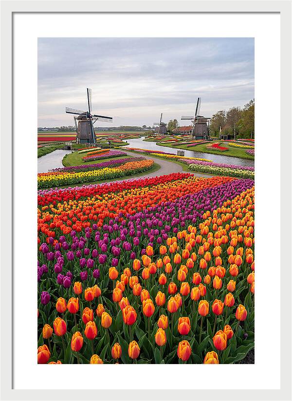 Keukenhof Tulip Fields In Bloom