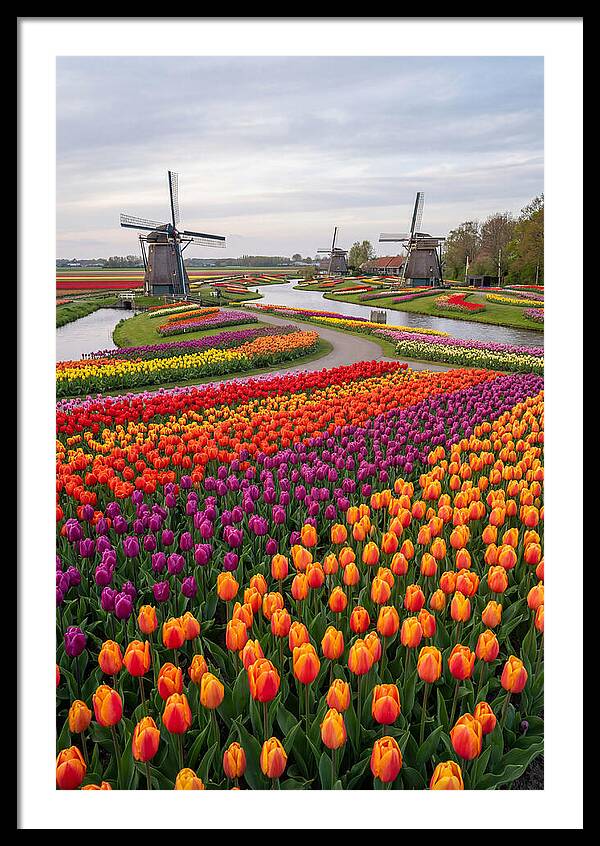 Keukenhof Tulip Fields In Bloom