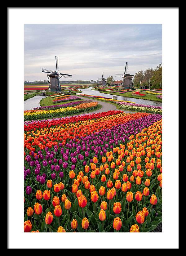 Keukenhof Tulip Fields In Bloom