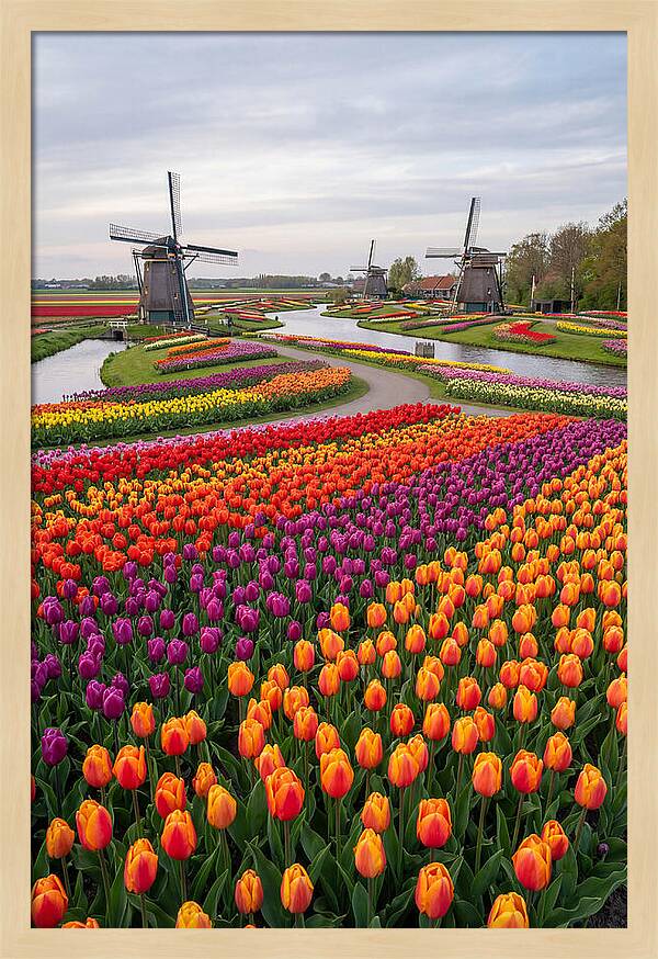 Keukenhof Tulip Fields In Bloom