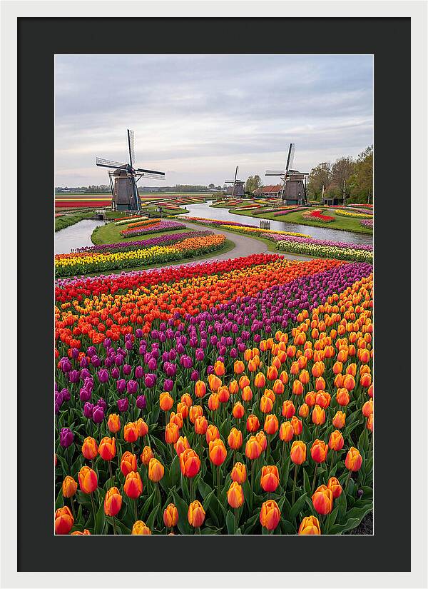Keukenhof Tulip Fields In Bloom