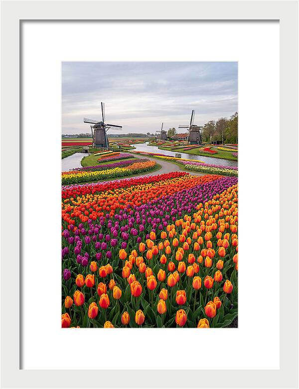 Keukenhof Tulip Fields In Bloom