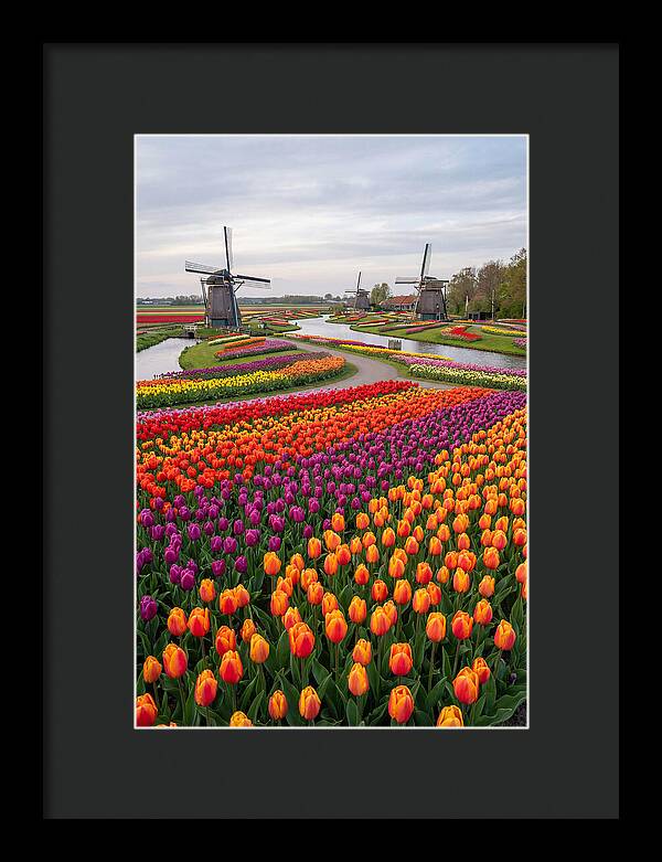 Keukenhof Tulip Fields In Bloom