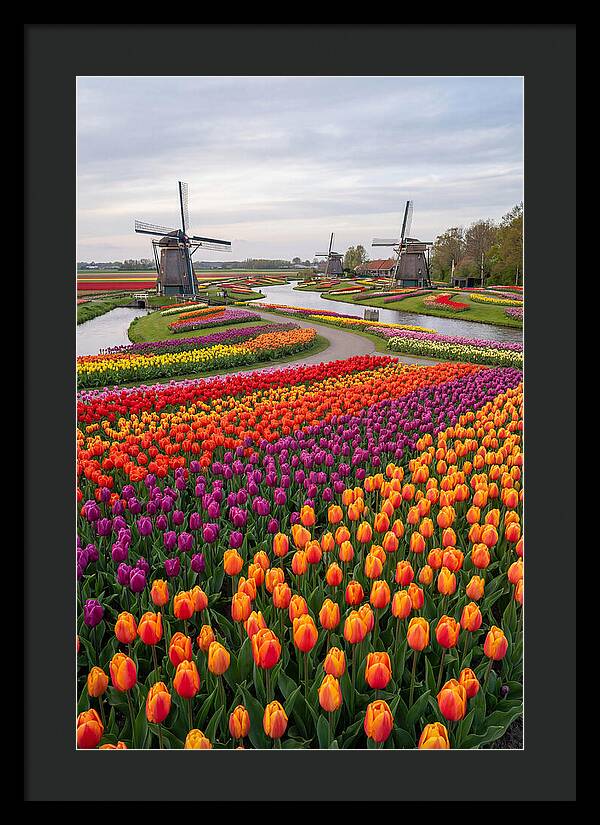 Keukenhof Tulip Fields In Bloom