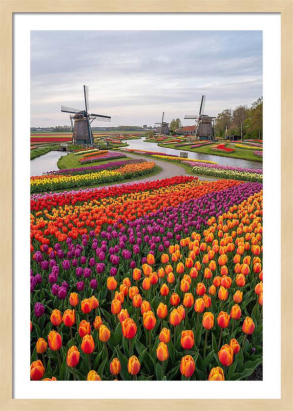 Keukenhof Tulip Fields In Bloom