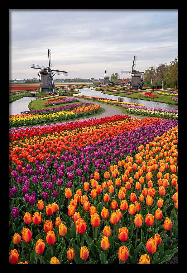 Keukenhof Tulip Fields In Bloom