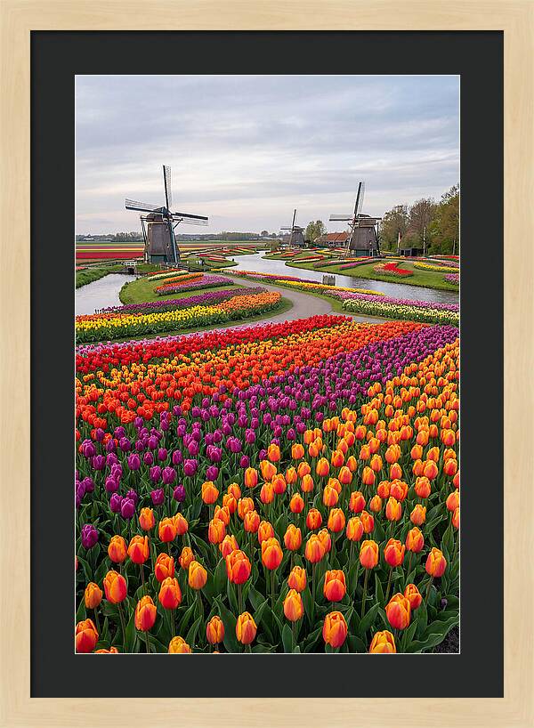 Keukenhof Tulip Fields In Bloom