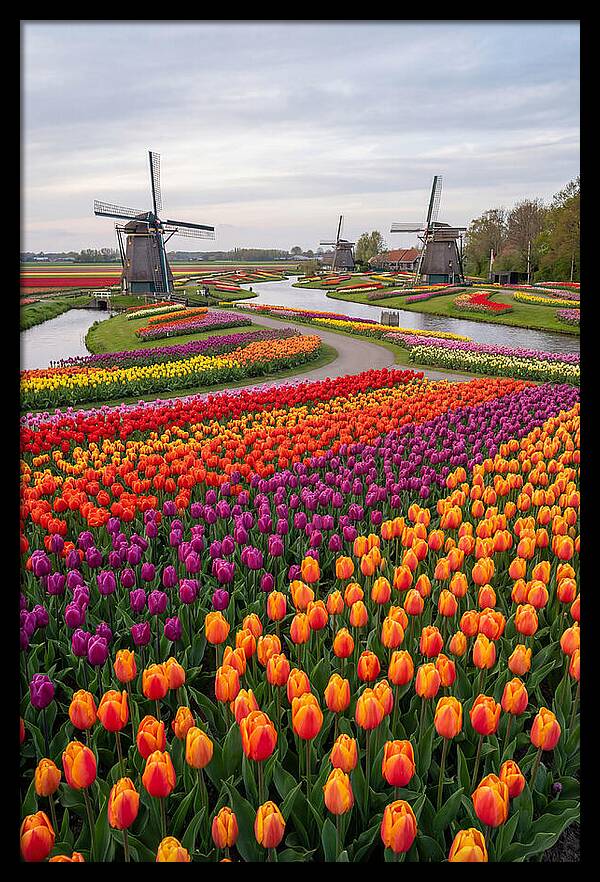 Keukenhof Tulip Fields In Bloom