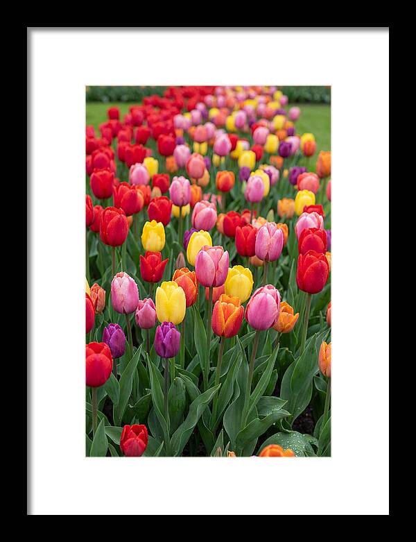 Keukenhof Tulip Garden Bliss