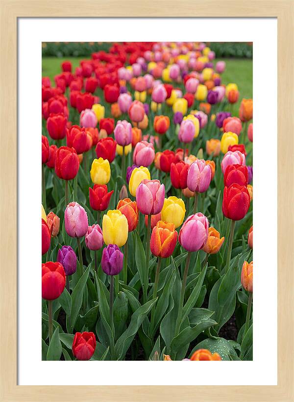 Keukenhof Tulip Garden Bliss