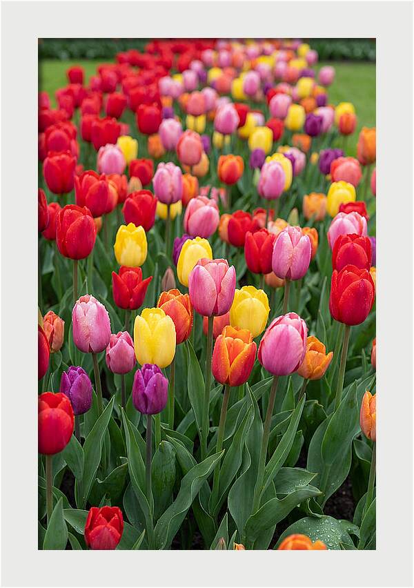 Keukenhof Tulip Garden Bliss