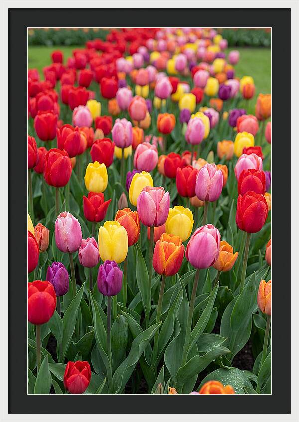 Keukenhof Tulip Garden Bliss