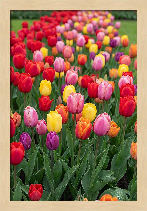 Keukenhof Tulip Garden Bliss