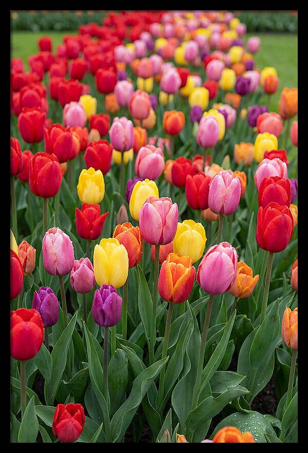 Keukenhof Tulip Garden Bliss